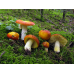 Мицелий Сыроежки золотисто-красной / Сыроежка золотистая (Russula aurata)